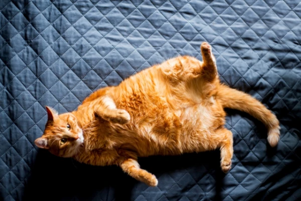Do Cats Have Belly Buttons?