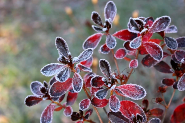 Folk Omens for October 29 — Longinus the Centurion