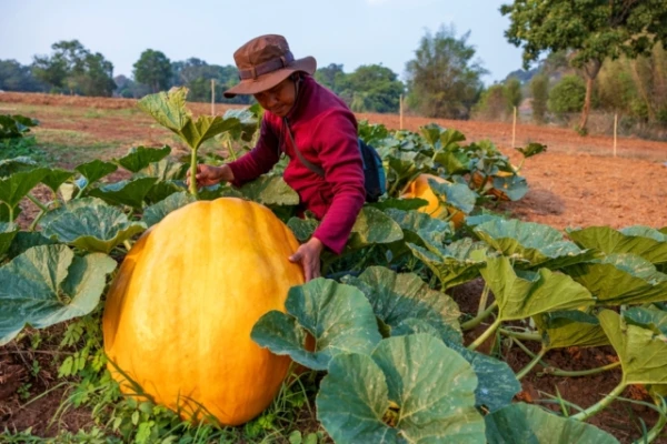 Why do pumpkins grow to giant sizes, while blueberries do not?