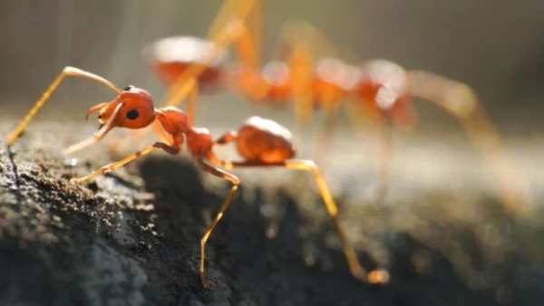 A Mass Invasion of Poisonous Ants Recorded in Australia