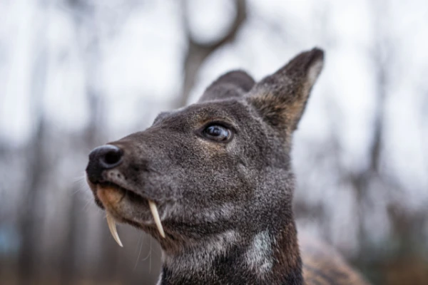 The 'Vampire Deer' Really Exists, and They Are Charming