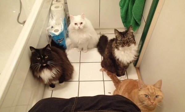 Why Cats Follow You to the Bathroom