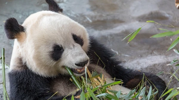 Finland's Second Largest Zoo Sold for 1 Euro After Bankruptcy