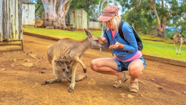 Kangaroo Pretended to Lose Consciousness to Get Tourists to Feed It