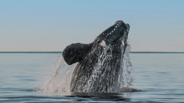 Scientists Named Each North Atlantic Right Whale