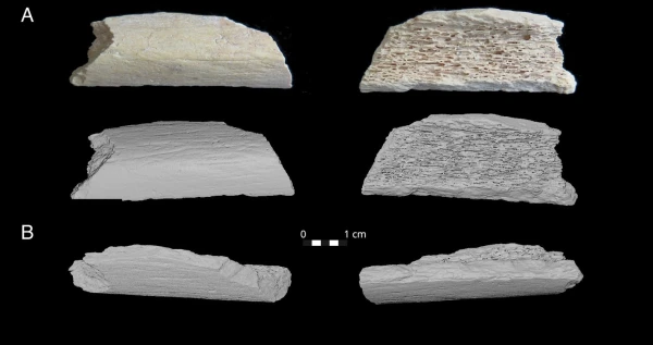 А по бокам-то все косточки. Русские?
