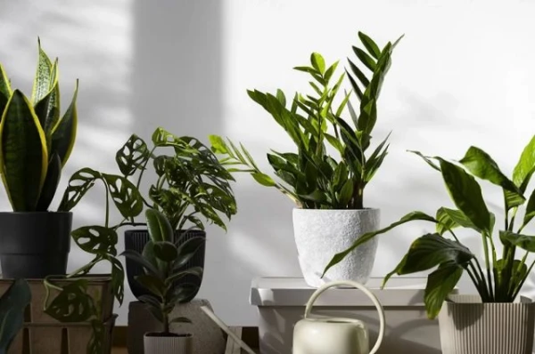 The Gardener Named Five Most Unpretentious Houseplants