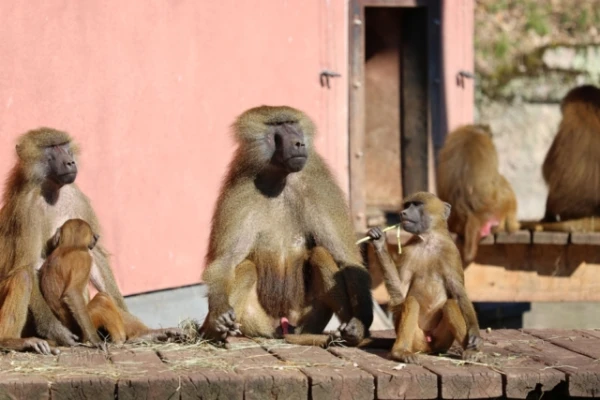 Scientists have discovered that baboons share food only with friends