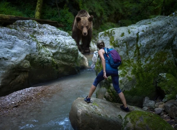 How to Survive a Bear Encounter: Japanese Scientists Reveal the Secret