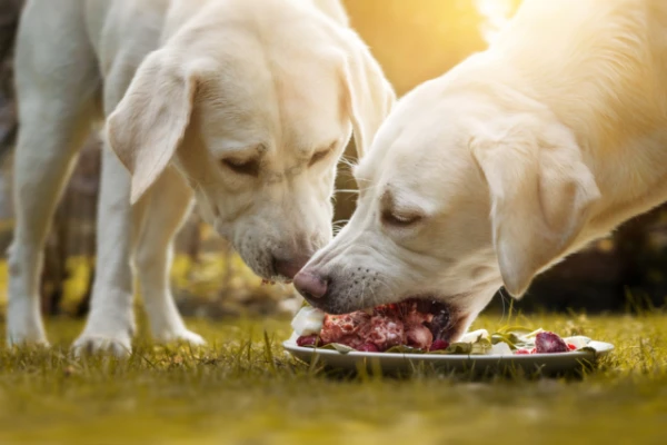 The Diet That Prolongs Dogs' Lives Has Been Named