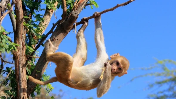 Laboratory monkeys escaped from a truck after an accident: are they dangerous to humans?