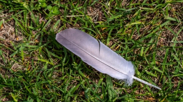 Why Collecting Feathers Was Banned in U.S. National Parks?