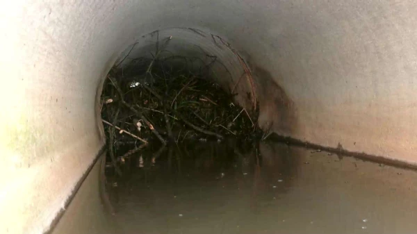 Beavers have settled in the Salaspils ditch — local residents now have flooded basements