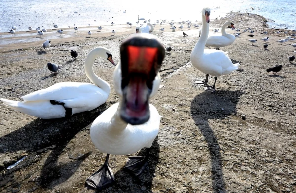 In Carnikava, two foreigners broke a swan's neck — they will be tried