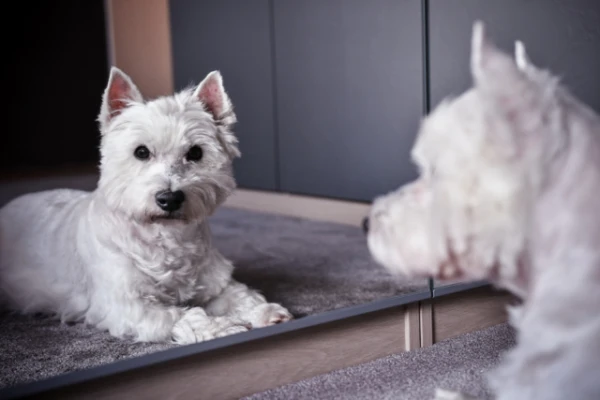 Do Animals Recognize Themselves in the Mirror: What the Mirror Test Shows