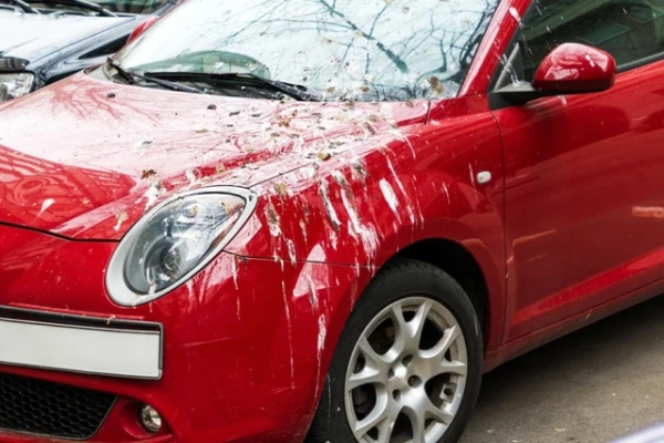 Scientists have determined which cars are more often affected by bird droppings