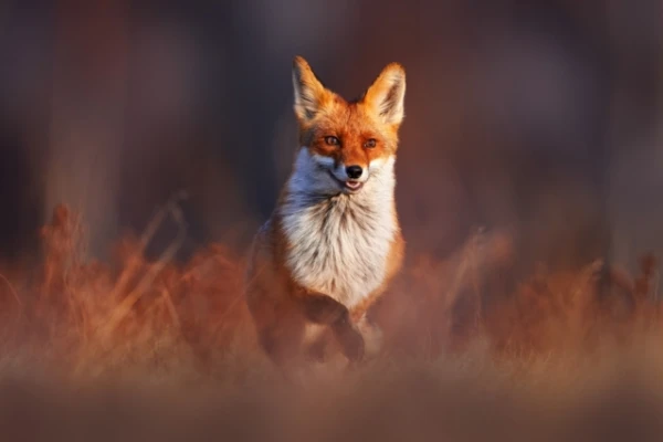 Red foxes colonized Australia in just 60 years and caused serious damage to local fauna