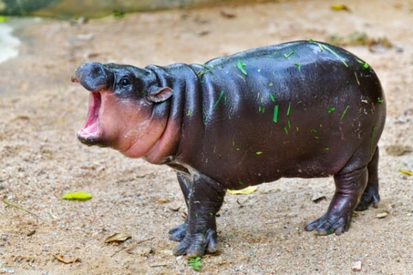 Hippopotamuses inhabited Europe until 30,000 years ago: why did they flee from here?