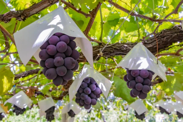 Climate Change Gifted Japan Vineyards, but Now It Threatens Them