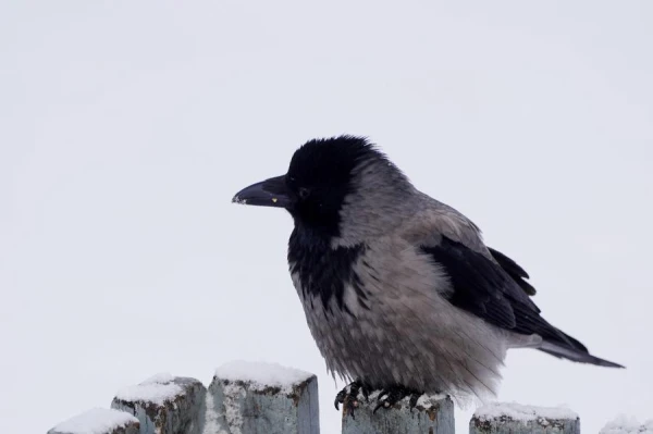 How long can crows hold a grudge against humans? The answer will surprise you
