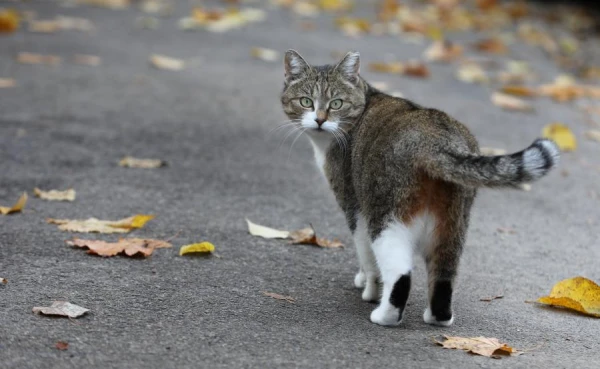 Cloudy weather is expected on Sunday