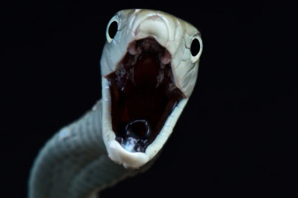 Black Mamba: Why the Unique African Predator Is Not Actually Black