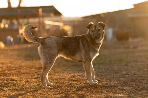 Do mixed-breed dogs really have better health than purebred dogs?