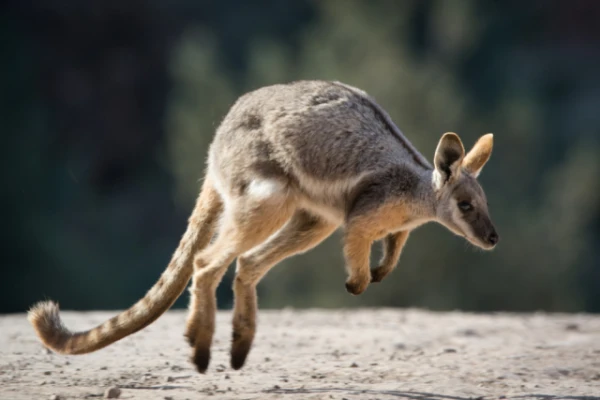 How did wild kangaroos end up in the UK? Their numbers are increasing