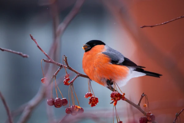 Why do people only see bullfinches in winter?
