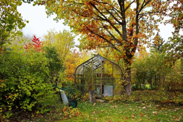 What to treat the greenhouse with in autumn to avoid pest problems in spring?