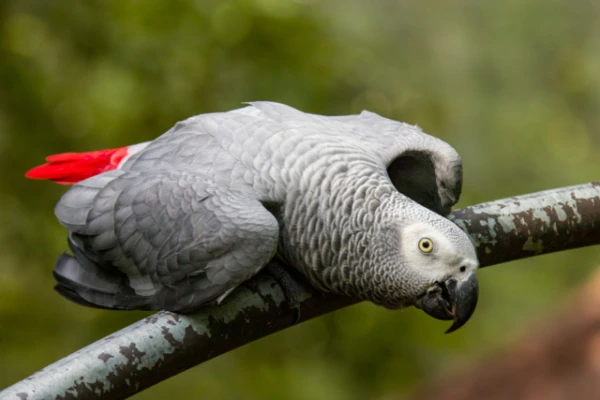 How One Parrot Changed the Perception of Animal Intelligence