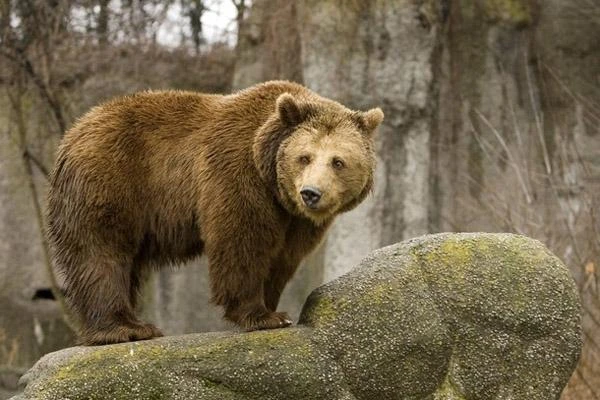Bears Were Wrongly Accused: They Did Not Eat Dogs in Latvia