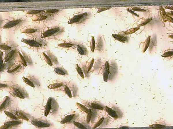 Усатые деятели плодятся со страшной скоростью.