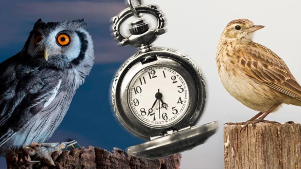 Nightlife of the Owl: How Late Wakefulness Harms Health and Appearance