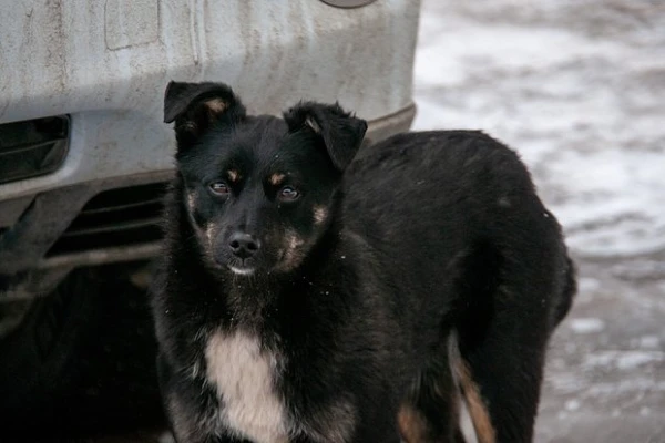 "Cynics and Scoundrels": People Are Increasingly Abandoning Pets on the Streets