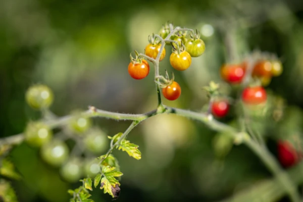 Signs of 'Reverse Evolution' Found in Tomatoes