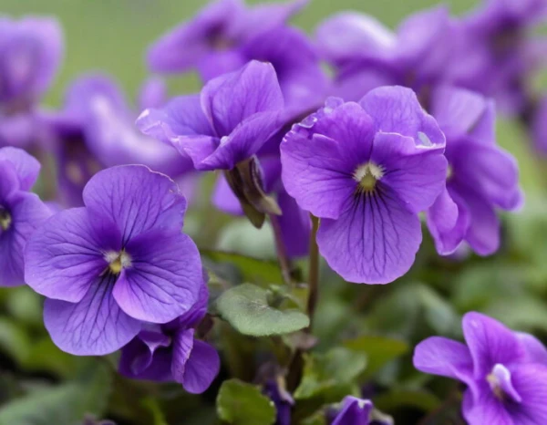 How to Make a Violet Bloom Year-Round: A Simple Method Without Expensive Fertilizers