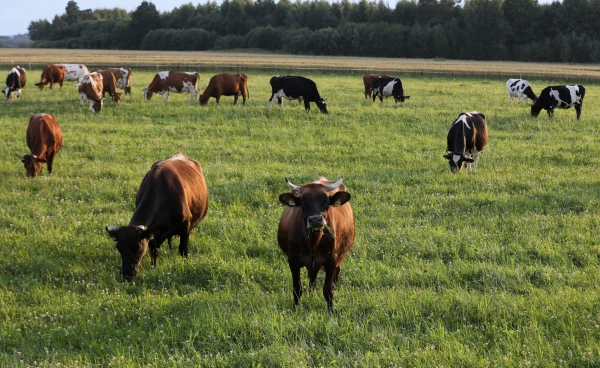 Латвийская бурая пока что не научилась сдерживать свои естественные позывы в соответствии с нормами ЕС.