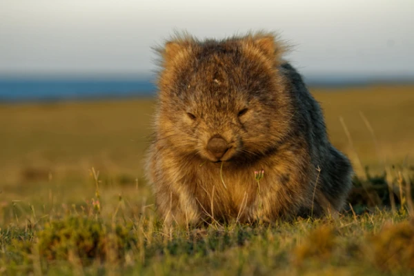 A Link Between Wombat Poop and Volcanoes Discovered