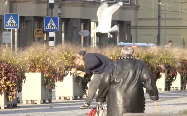 In Liepaja, seagulls are terrorizing residents