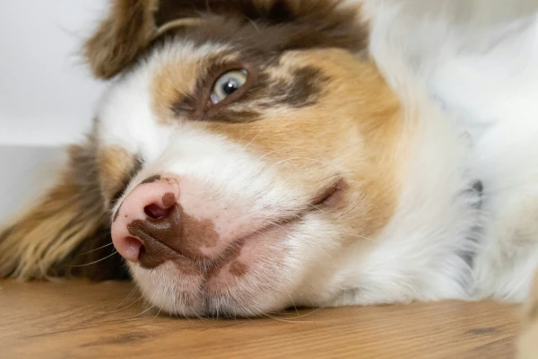 Will Pets Stay Behind Closed Doors? Possible Shelter Rules Raise Many Questions