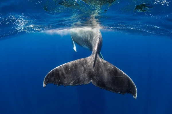 Why Whales Don’t Get Cancer: A Discovery That Could Extend Human Life