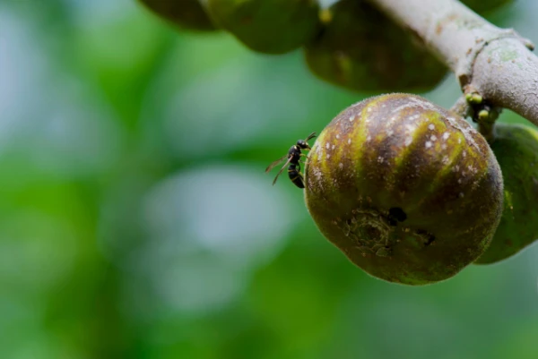 Is it true that there are dead wasps in figs?