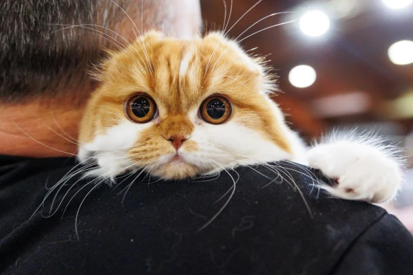 The International Pet and Zoo Industry Exhibition Will Take Place at Kipsala