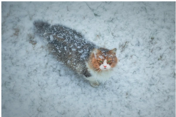 An Extremely Cold Winter is Already Coming to Latvia - Meteorologists. When?