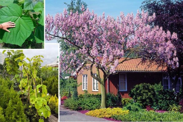 "Tree of the Future". Paulownia Gains Popularity Among Latvian Gardeners