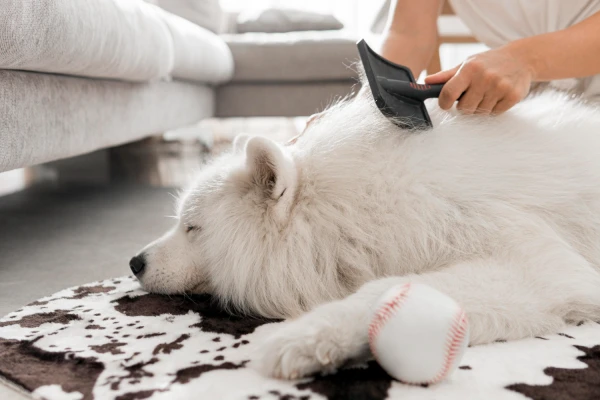 Seasonal Shedding in Cats and Dogs: How to Help Your Pet and Ease Cleaning