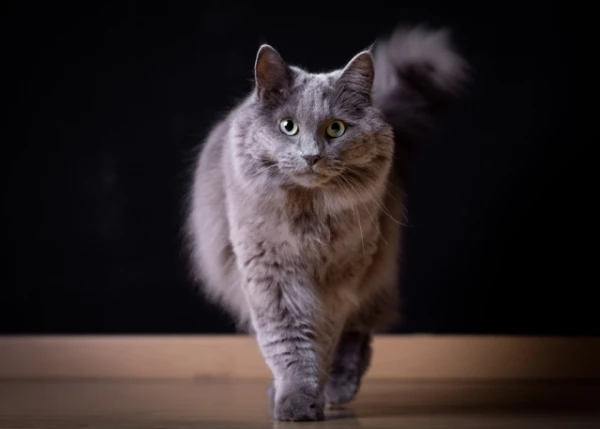 Nibelung — a mysterious long-haired cat with noble manners