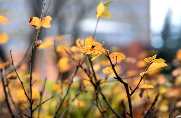 Everyone Go Out! Meteorologists Have Revealed What to Expect This Weekend