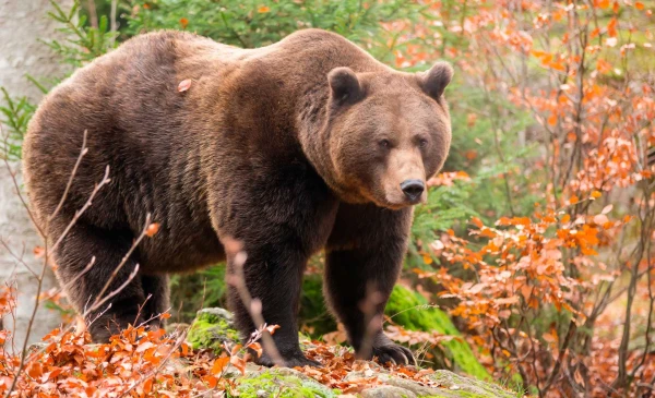 A Brown Bear Was Killed Near Ogre: Its Status as a Protected Animal Did Not Help